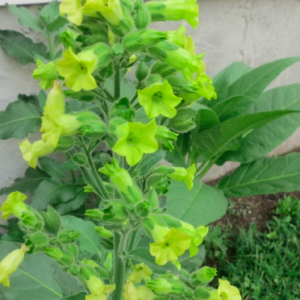 Gói 10 hạt giống cây thuốc lào