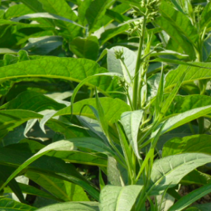 Gói 10 hạt giống cây thuốc lào