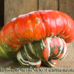 Gói 5 hạt giống bí mũ Thổ Nhĩ Kỳ