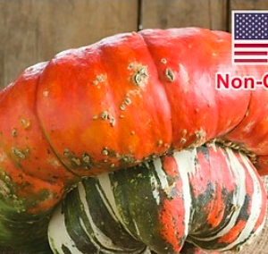 Gói 5 hạt giống bí mũ Thổ Nhĩ Kỳ