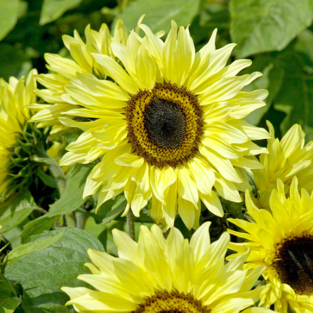 Gói 10 hạt giống hoa hướng dương cao chanh vàng nhiều bông