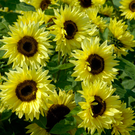 Gói 10 hạt giống hoa hướng dương cao chanh vàng nhiều bông