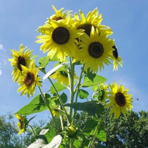 Gói 10 hạt giống hoa hướng dương cao chanh vàng nhiều bông