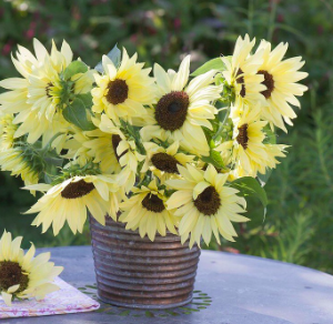 Gói 10 hạt giống hoa hướng dương cao chanh vàng nhiều bông