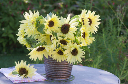 Gói 10 hạt giống hoa hướng dương cao chanh vàng nhiều bông