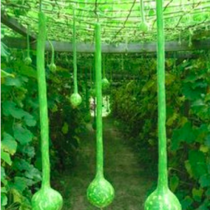 Gói 5 hạt giống bầu gáo dừa