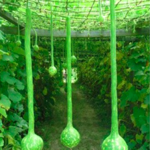 Gói 5 hạt giống bầu gáo dừa