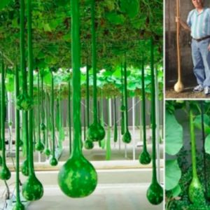 Gói 5 hạt giống bầu gáo dừa