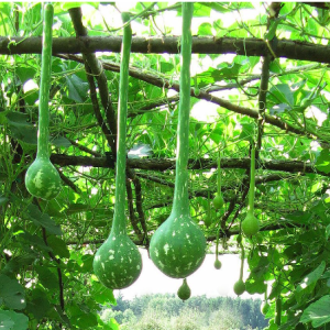 Gói 5 hạt giống bầu gáo dừa