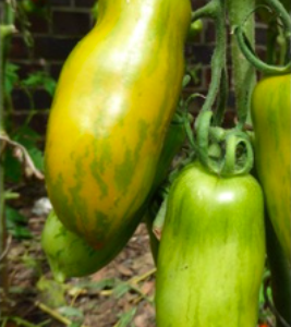 Gói 10 hạt giống cà chua xúc xích xanh