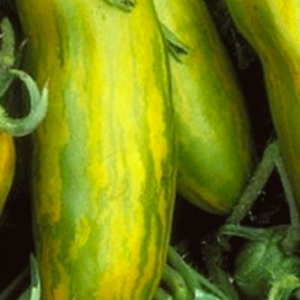 Gói 10 hạt giống cà chua xúc xích xanh