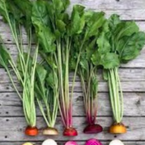 Gói 50 hạt giống củ dền đỏ mix cầu vồng