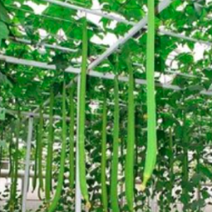 Gói 1gr hạt giống mướp hương siêu dài 1.2m