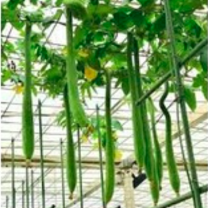 Gói 1gr hạt giống mướp hương siêu dài 1.2m