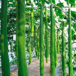 Gói 1gr hạt giống mướp hương siêu dài 1.2m