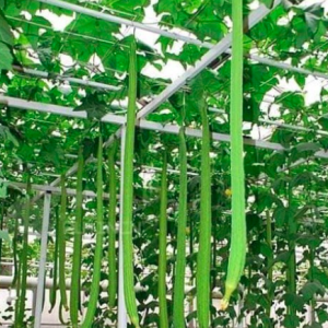 Gói 1gr hạt giống mướp hương siêu dài 1.2m