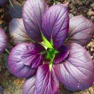 Gói 100 hạt giống cải hoa hồng Tatsoi đỏ