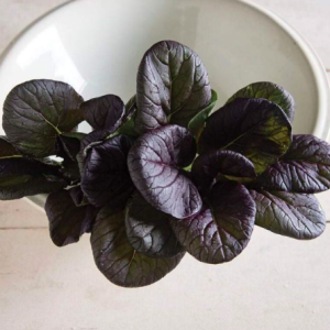 Gói 100 hạt giống cải hoa hồng Tatsoi đỏ