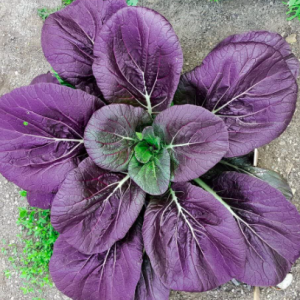 Gói 100 hạt giống cải hoa hồng Tatsoi đỏ