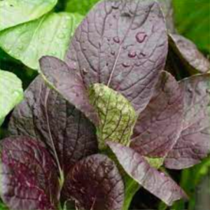 Gói 0.3gr hạt giống cải ngọt nhật đỏ