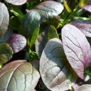 Gói 0.3gr hạt giống cải ngọt nhật đỏ