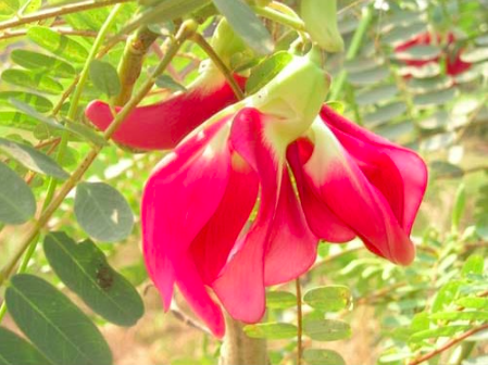 Gói 10 hạt giống bông so đũa thái đỏ