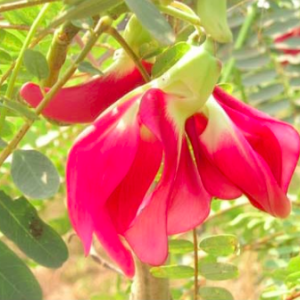 Gói 10 hạt giống bông so đũa thái đỏ