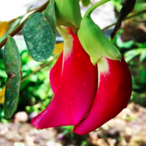 Gói 10 hạt giống bông so đũa thái đỏ