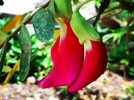 Gói 10 hạt giống bông so đũa thái đỏ