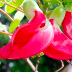 Gói 10 hạt giống bông so đũa thái đỏ