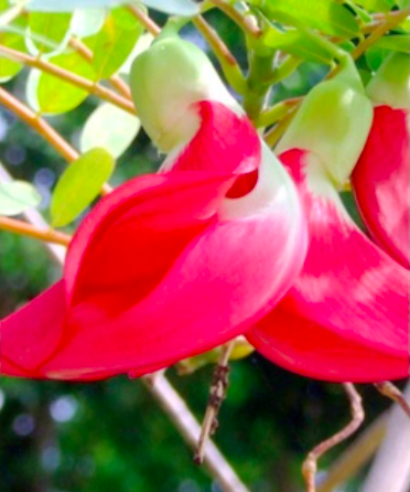 Gói 10 hạt giống bông so đũa thái đỏ