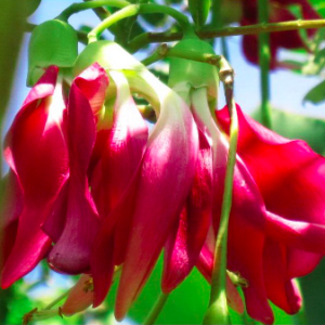 Gói 10 hạt giống bông so đũa thái đỏ