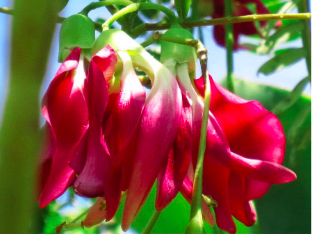 Gói 10 hạt giống bông so đũa thái đỏ