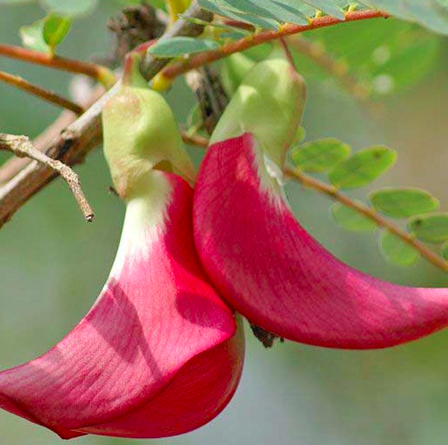 Gói 10 hạt giống bông so đũa thái đỏ