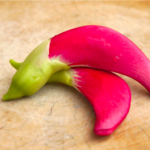 Gói 10 hạt giống bông so đũa thái đỏ