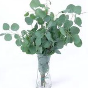 Gói 5 hạt giống cây lá bạc silver dollar hình táo lá táo