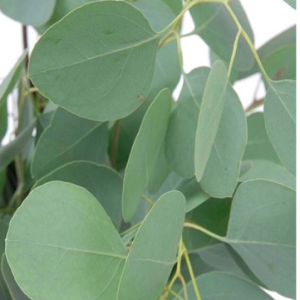 Gói 5 hạt giống cây lá bạc silver dollar hình táo lá táo