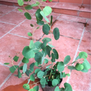 Gói 5 hạt giống cây lá bạc silver dollar hình táo lá táo