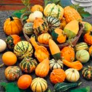 Gói 10 hạt giống bí tí hon