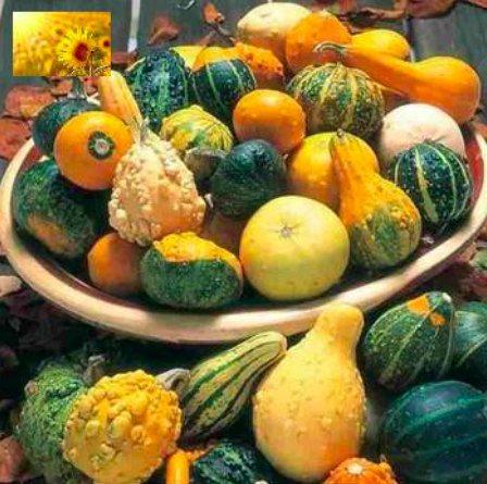 Gói 10 hạt giống bí tí hon