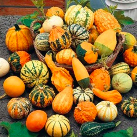 Gói 10 hạt giống bí tí hon