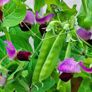 Gói 5 hạt giống đậu hà lan tím