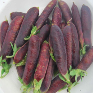 Gói 5 hạt giống đậu hà lan tím