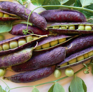 Gói 5 hạt giống đậu hà lan tím