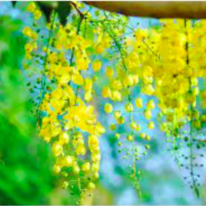 Gói 40 hạt giống hoa muồng hoàng yến vàng