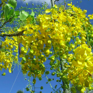 Gói 40 hạt giống hoa muồng hoàng yến vàng