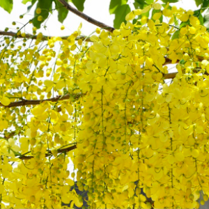 Gói 40 hạt giống hoa muồng hoàng yến vàng