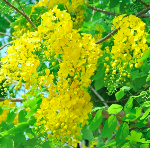 Gói 40 hạt giống hoa muồng hoàng yến vàng