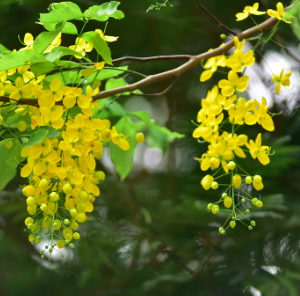 Gói 40 hạt giống hoa muồng hoàng yến vàng