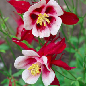 Gói 100 hạt giống hoa bồ câu mix màu